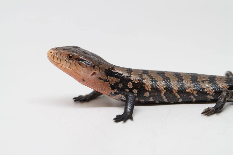 Ecografiando Varanos y Geckos. Masterclass interna de reptiles! (sorpreson  final) 