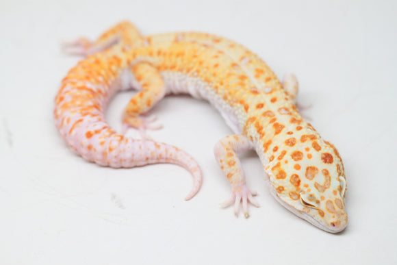 GECKOS LEOPARDO