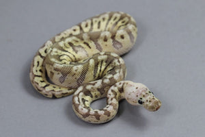 SPOTNOSE HEMBRA ID : 1-11