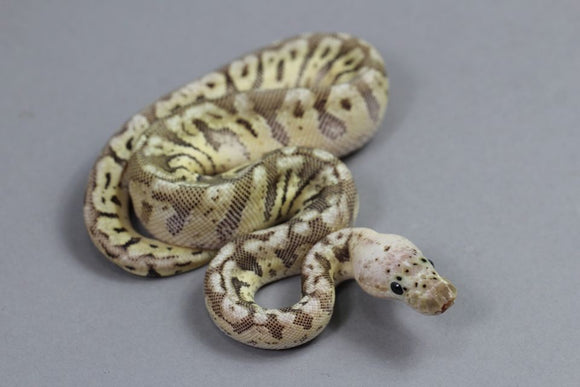 SPOTNOSE HEMBRA ID : 1-11