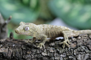 GECKO CHAHOUA CRIAS SIN SEXAR ID : 1-12
