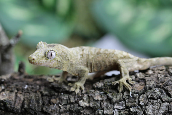 GECKO CHAHOUA CRIAS SIN SEXAR ID : 1-12