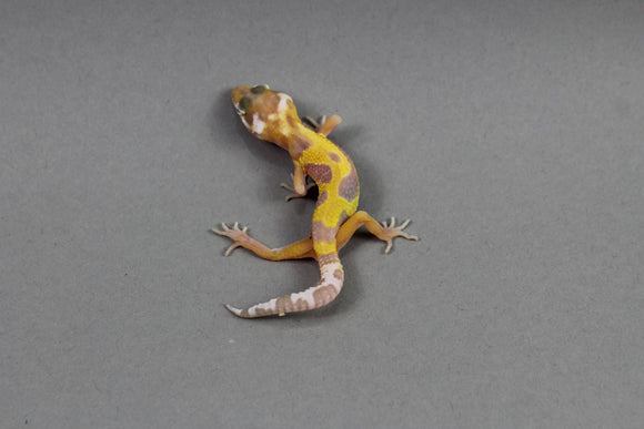 GECKO CRESTADO HARLEQUIN CRIA SIN SEXAR ID : 1-16