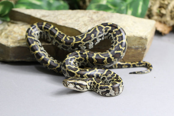BOA COLOMBIANA X HONDURAS HEMBRA ID : 10-6