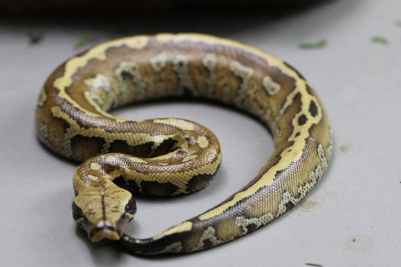 GECKO GARGOLA STRIPED SIN SEXAR ID : 11-8