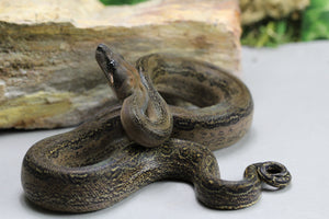 BOA MYSTIQUE ( LEOPARD X ONYX) 66% HET T+ MACHO ID : 111