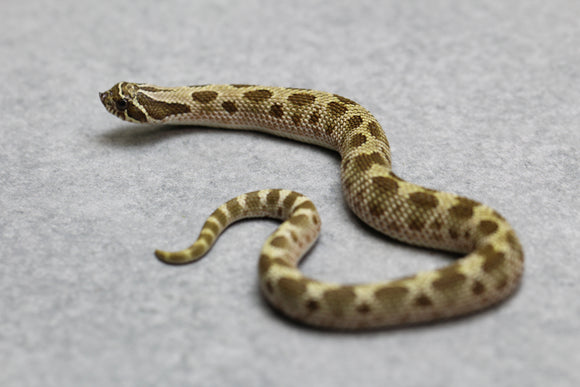 HOGGNOSE CONDA HET ALBINO MACHO  ID :114