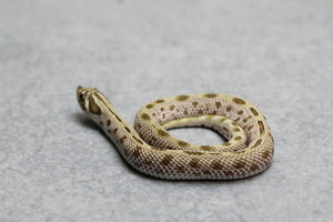 HOGGNOSE ARCTIC CONDA HEMBRA  ID :117