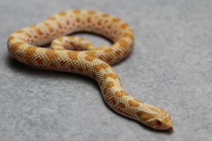 HOGGNOSE EXTREME RED PURPLE LINE ARCTIC ALBINO CONDA HEMBRA ID :12-3