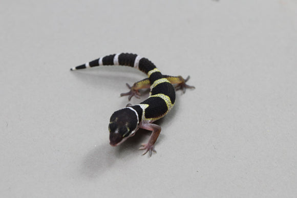 BLACK NIGHT MACHO  ID : 12-4