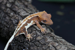GECKO CRESTADO FRAPPUCCINO CRIA SIN SEXAR ID : 12-8