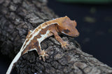 GECKO CRESTADO FRAPPUCCINO CRIA SIN SEXAR ID : 12-8