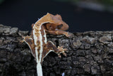 GECKO CRESTADO FRAPPUCCINO CRIA SIN SEXAR ID : 12-8