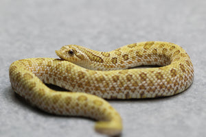 HOGGNOSE ARCTIC TOFFEE MACHO  ID :120