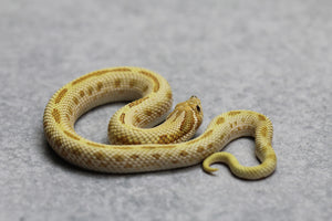 HOGGNOSE TOFFEE CONDA STRIPE MACHO  ID :124