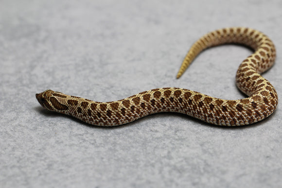 HOGGNOSE HET AXANTHIC 66%DH HYPO ALBINO  HEMBRA ID :125
