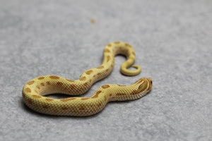 HOGGNOSE TOFFEE CONDA MACHO  ID :128