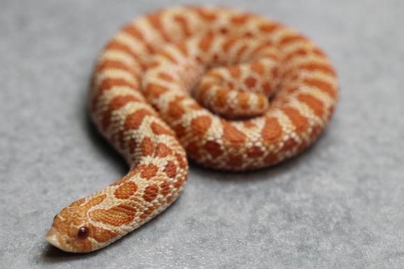 HOGGNOSE EXTREME RED PURPLE LINE ARCTIC ALBINO HEMBRA ID :13-1
