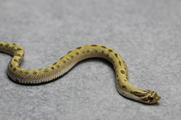 HOGGNOSE CONDA HET TOFFEE HEMBRA ID :131