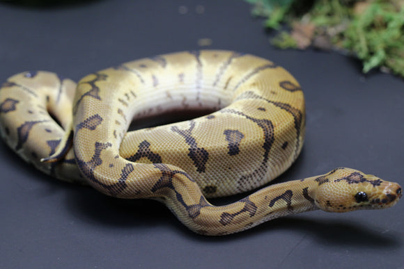 BOA COLOMBIANA X HONDURAS MACHO ID : 14-10