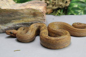 BOA MYSTIQUE ( LEOPARD X ONYX) T+ HEMBRA ID : 14-12