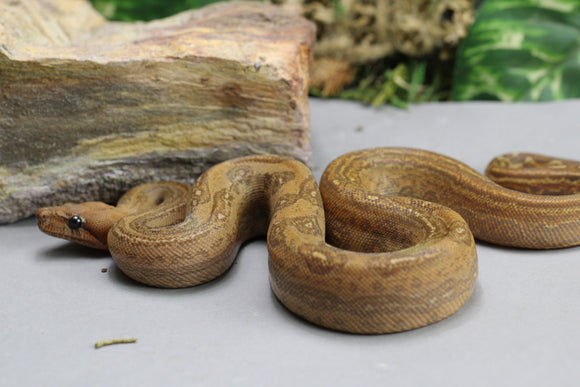 BOA MYSTIQUE ( LEOPARD X ONYX) T+ HEMBRA ID : 14-12
