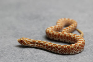 HOGGNOSE EXTREME RED PURPLE LINE ALBINO MACHO ID :14-1