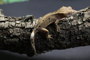 GECKO CRESTADO SUPER DALMATIAN CRIA SIN SEXAR ID : 14-5