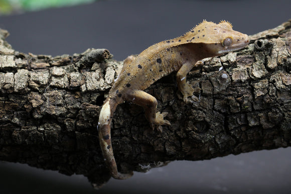 GECKO CRESTADO SUPER DALMATIAN CRIA SIN SEXAR ID : 14-5
