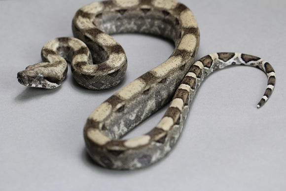 ANERY HET SNOW MACHO  ID : 14-9