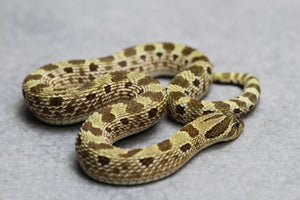 HOGGNOSE LEMON GHOST CONDA  HEMBRA  ID : 15-4