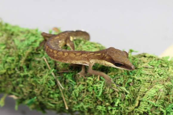 BLACK NIGHT MACHO  ID : 151