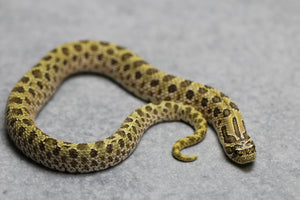 HOGGNOSE ARCTIC HET TOFFEE MACHO  ID :16-10