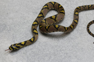 RATONERA MANDARINA MACHO ID : 16-11