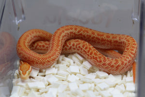 SERPIENTE DE CASA AFRICANA ALBINA MACHO ID : 4