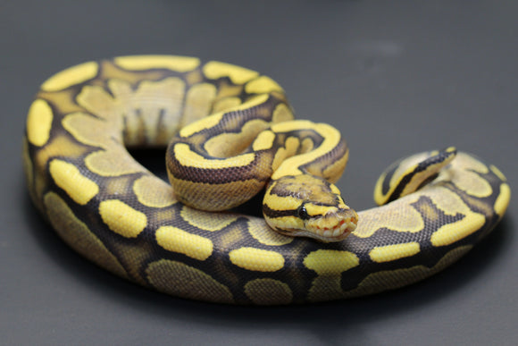 BOA STRIPED HEMBRA ID :  17-3