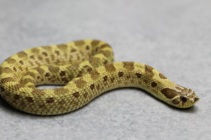 HOGGNOSE LEMON GHOST CONDA  MACHO  ID :18-1