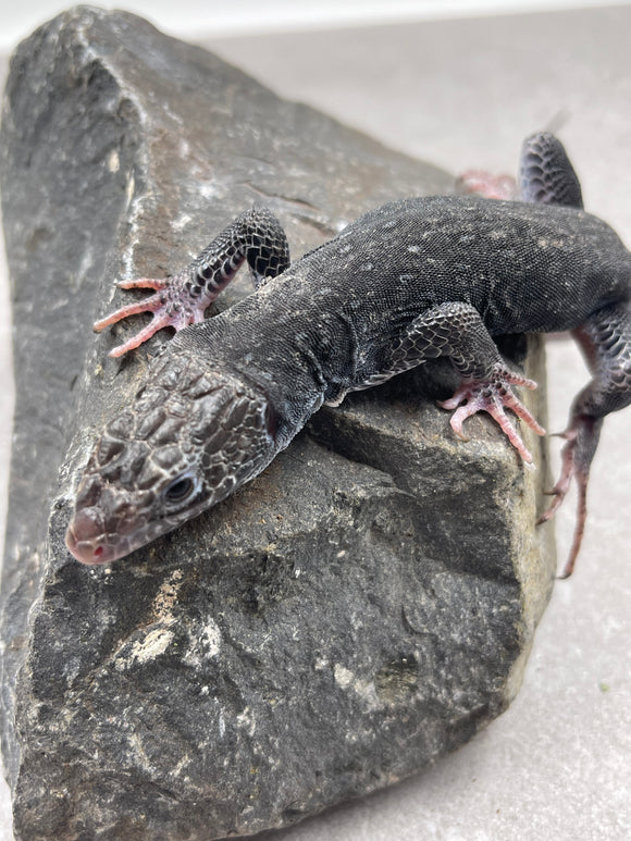 LACERTA OCELADA FASE BLACK , SIN SEXAR