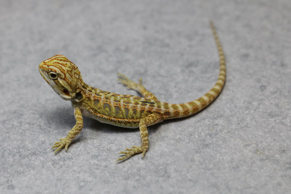 CITRUS X RED HYPO LEATHERBACK SIN SEXAR  ID : 1