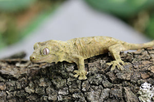 GECKO CHAHOUA CRIAS SIN SEXAR ID : 2-2