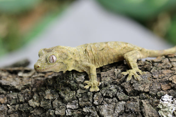 GECKO CHAHOUA CRIAS SIN SEXAR ID : 2-2