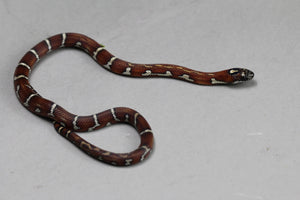 PUEBLA APRICOT X MAIZERA, POSIBLE HET SCALELESS Y CARAMEL HEMBRA ID : 3