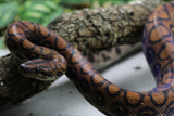BOA ARCOIRIS BRAZILEÑA