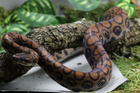 BOA ARCOIRIS BRAZILEÑA
