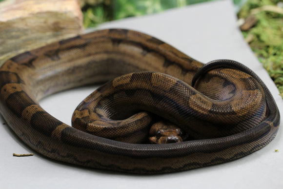 BERRY BLOOD MOTLEY  HEMBRA ID : 231