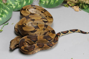 BERRY BLOOD MACHO ID : 236