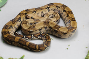 BERRY BLOOD MACHO ID : 239
