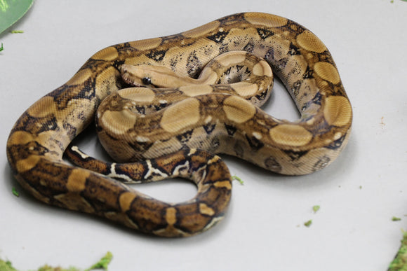 BERRY BLOOD MACHO ID : 239