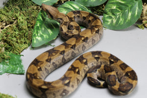 BERRY BLOOD HEMBRA ID : 250