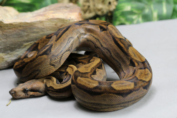 BERRY BLOOD MOTLEY  MACHO ID : 251